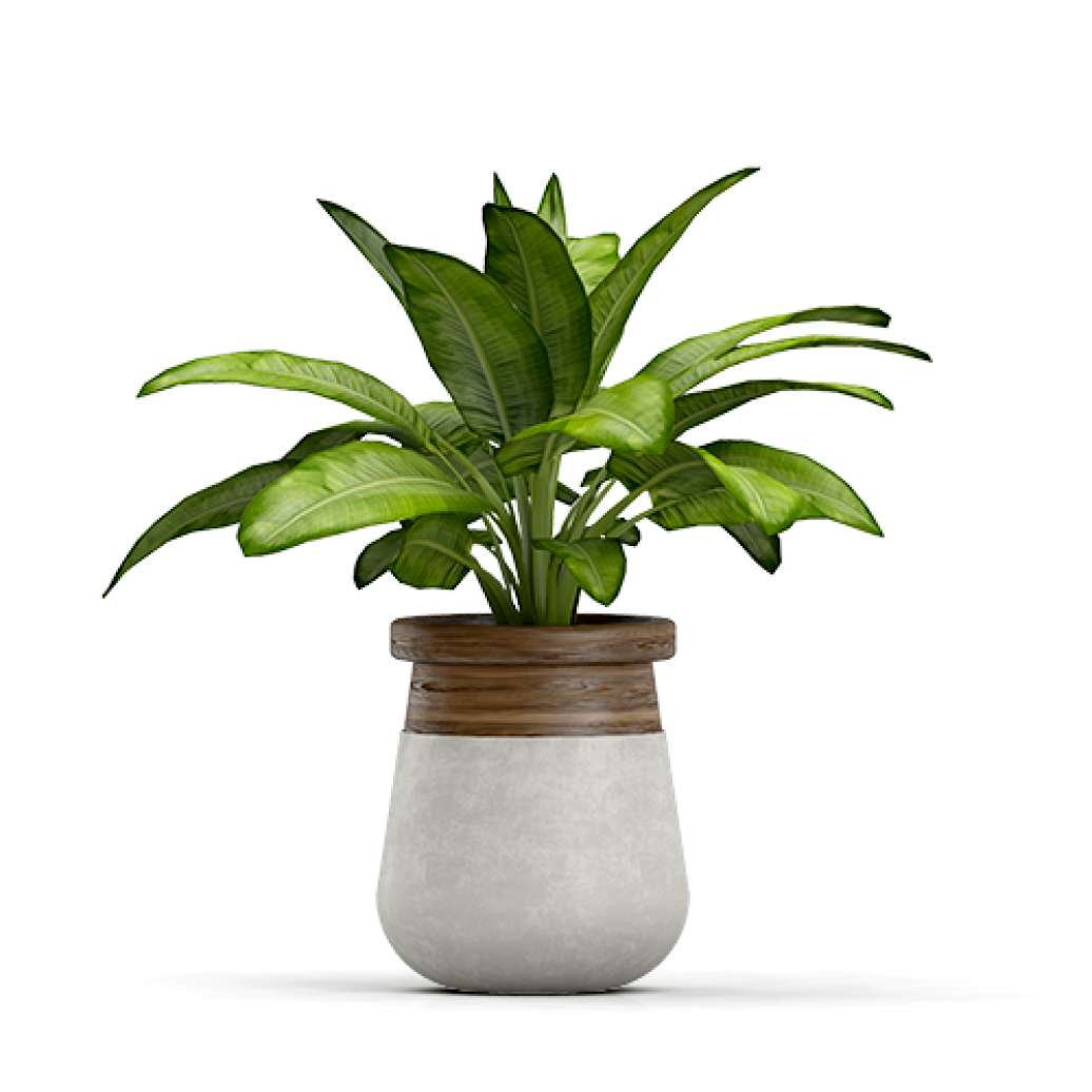 Decorative potted plants