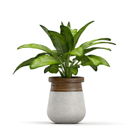 Small decorative plant
